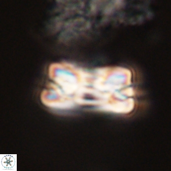 Bomolithus falklandensis 57727