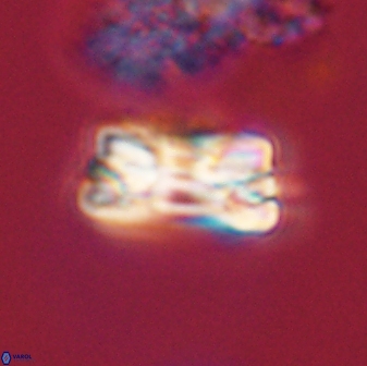 Bomolithus falklandensis 57727