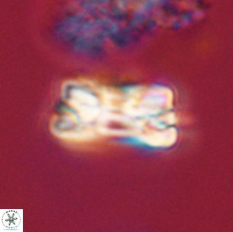 Bomolithus falklandensis 57727