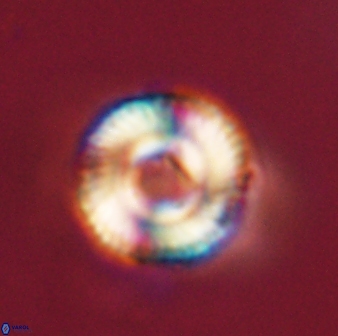 Bomolithus falklandensis 57727