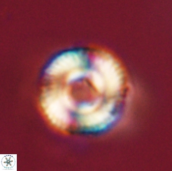 Bomolithus falklandensis 57727