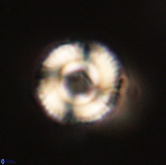 Bomolithus falklandensis 57727