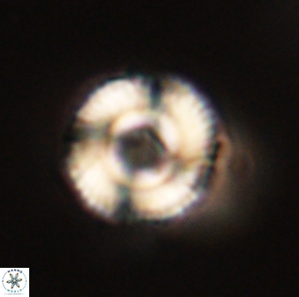 Bomolithus falklandensis 57727