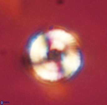 Bomolithus falklandensis 57727