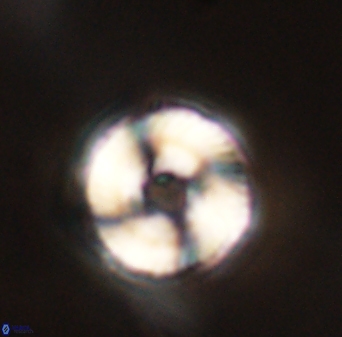 Bomolithus falklandensis 57727