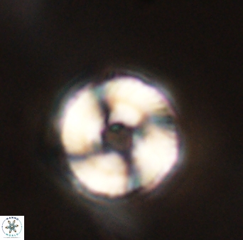 Bomolithus falklandensis 57727