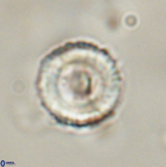 Bomolithus falklandensis 57727