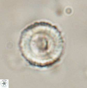 Bomolithus falklandensis 57727