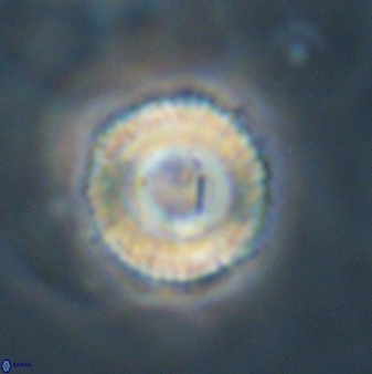 Bomolithus falklandensis 57727