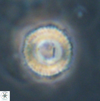 Bomolithus falklandensis 57727