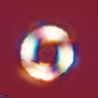 Bomolithus falklandensis 56908