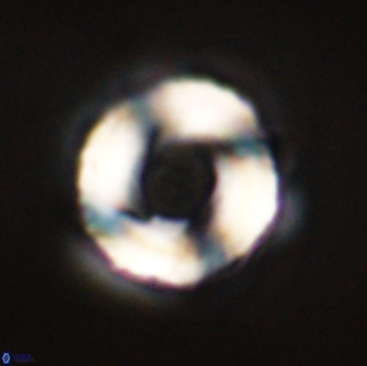 Bomolithus falklandensis 56909