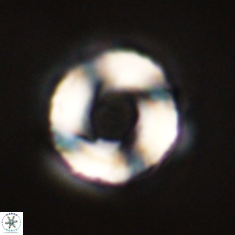 Bomolithus falklandensis 56909