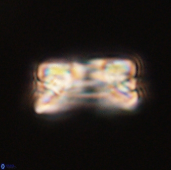 Bomolithus falklandensis 56910