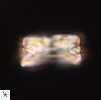 Bomolithus falklandensis 56910