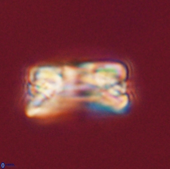 Bomolithus falklandensis 56911