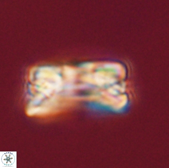 Bomolithus falklandensis 56911