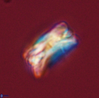 Bomolithus falklandensis 56912