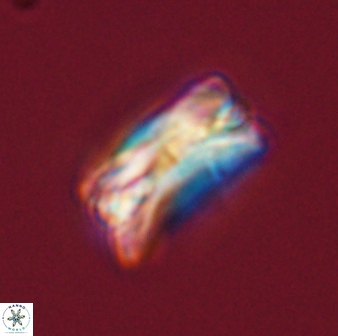 Bomolithus falklandensis 56912