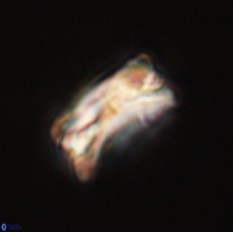 Bomolithus falklandensis 56913