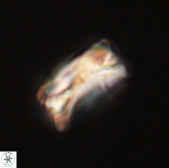 Bomolithus falklandensis 56913