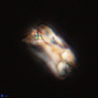 Bomolithus falklandensis 56914