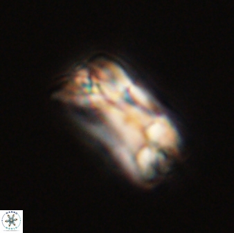 Bomolithus falklandensis 56914