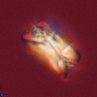 Bomolithus falklandensis 56916