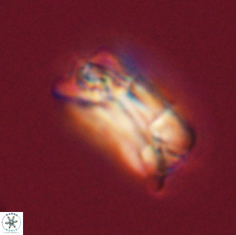 Bomolithus falklandensis 56916