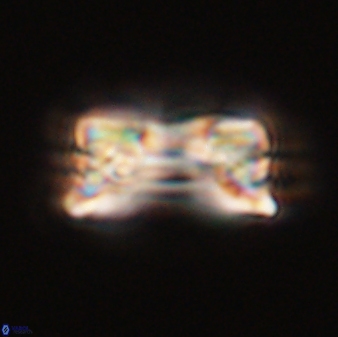 Bomolithus falklandensis 56918