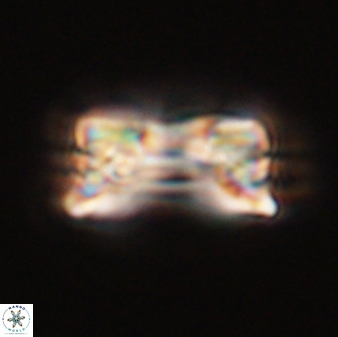Bomolithus falklandensis 56918