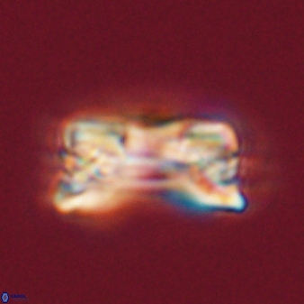 Bomolithus falklandensis 56919