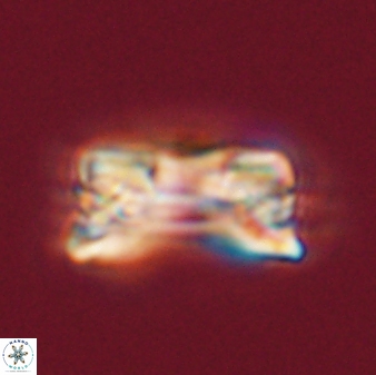 Bomolithus falklandensis 56919