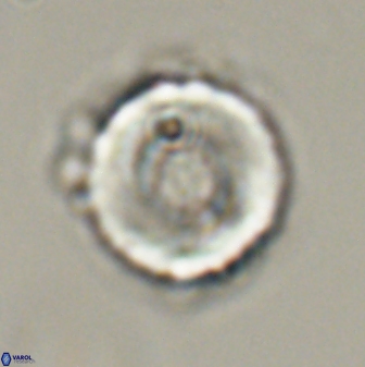 Bomolithus falklandensis 56928