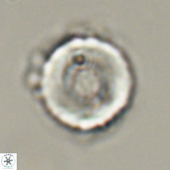 Bomolithus falklandensis 56928