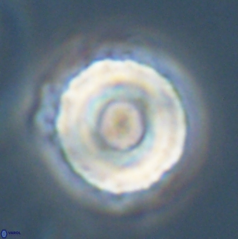 Bomolithus falklandensis 56931