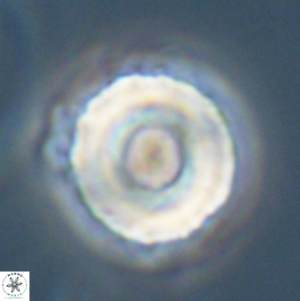 Bomolithus falklandensis 56931