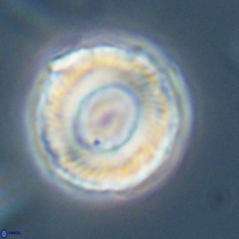 Bomolithus falklandensis 56933