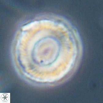 Bomolithus falklandensis 56933