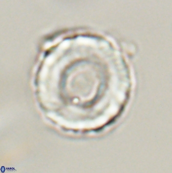 Bomolithus falklandensis 56934
