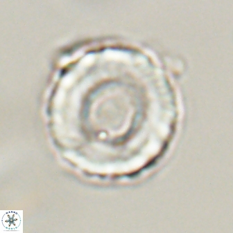 Bomolithus falklandensis 56934