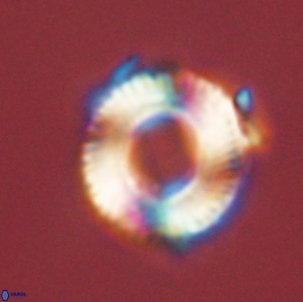 Bomolithus falklandensis 56937