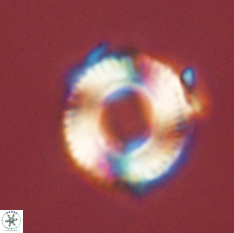 Bomolithus falklandensis 56937