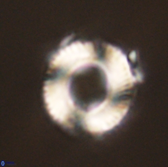 Bomolithus falklandensis 56938