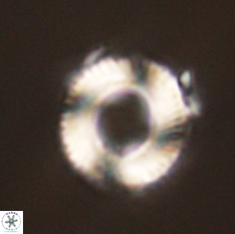 Bomolithus falklandensis 56938