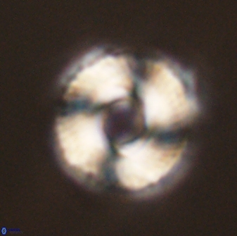 Bomolithus falklandensis 56939