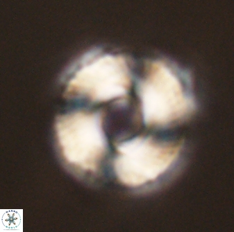 Bomolithus falklandensis 56939