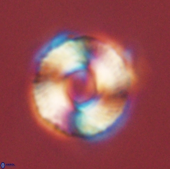 Bomolithus falklandensis 56940