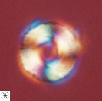 Bomolithus falklandensis 56940