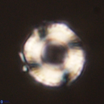 Bomolithus falklandensis 56944